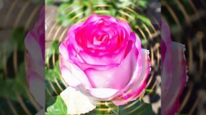 А розы тоже могут говорить - ( стихи Надежды Плавской, песня создана мною ИИ).