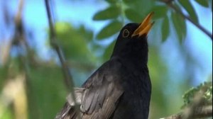 "Весенняя любовь"