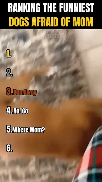 RANKING THE FUNNIESTDOGS AFRAID OF MOM MOMENTS 😂🐕 _ Is mom the real boss of th смотреть онлайн