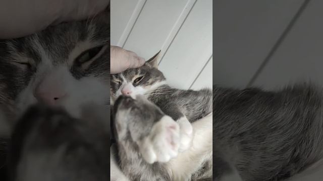 Джанго кот со сломанной лапкой 20-го января едет домой!⬛❤️Джанго-лапушка пожелаем удачи смотреть онлайн