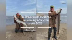 Промысловая рыбалка на нельму в Якутии осень 2023