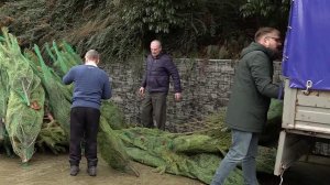 Корреспондент Первого канала выяснила, как после праздника правильно расстаться с елкой.