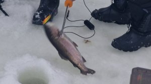 сёмкина 2 в комаровке