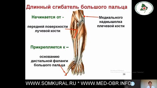 08 Мышцы верхних конечностей смотреть онлайн