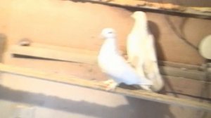 ШИРОКОХВОСТЫЕ БАКИНСКИЕ ГОЛУБИ С. ВОЛКОВА. 15.01.2026 ГОДА.