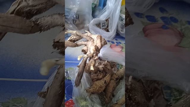 и снова о проблемных клубнях георгин смотреть онлайн