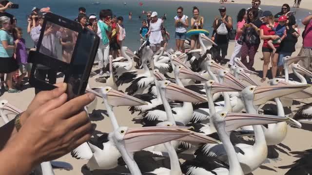 Шоу кормления пеликанов около рыбного супермаркета в Голд-Косте, Австралия. 黄金海岸的鹈鹕觅食 смотреть онлайн