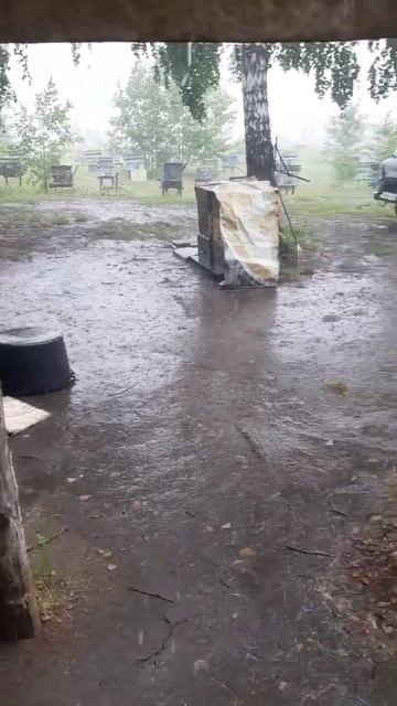 Непредсказуемая погода Сибири, с утра в футболках, к обеду в куртках. 16.06.24 #bee#сибирь#пасека