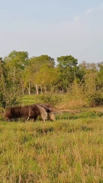 Просто гигантский муравьед!