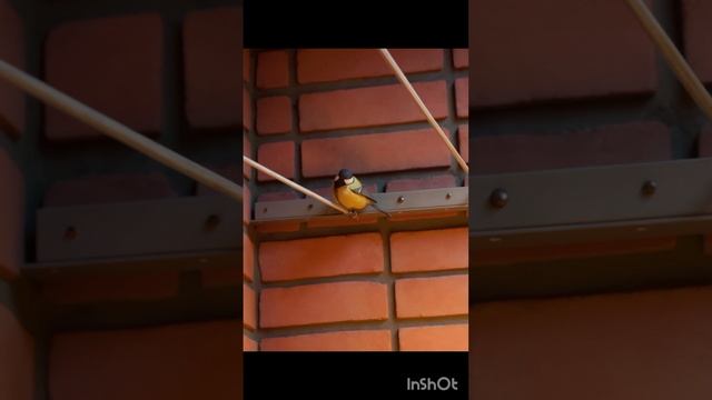 МОЙ ПЕРНАТЫЙ ДРУГ смотреть онлайн