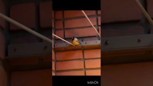 МОЙ ПЕРНАТЫЙ ДРУГ