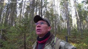 Удачная охота на рябчика. Не всегда так везёт. 3 серия