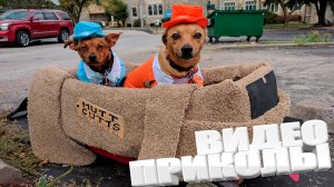 ВИДЕОПРИКОЛЫ \ КРУТЫЕ ПРИКОЛЫ 2025 \ НОВЫЕ ПРИКОЛЫ \ СМЕШНЫЕ ПРИКОЛЫ 2025 ЮМОР