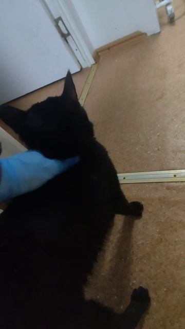 Сумрак умер⬛последнее видео с нимлюбимый кот⬛наверно какое-то время не будет видео про кошек смотреть онлайн