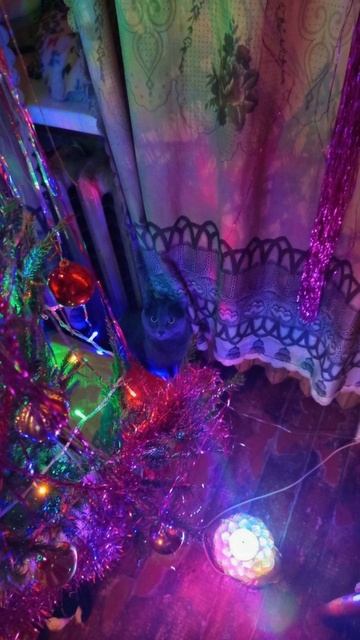 Кот Атос желает всем отличной пятницы! #shorts #котатос #пятница #ёлка #коты смотреть онлайн