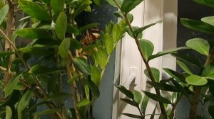 Русская душа