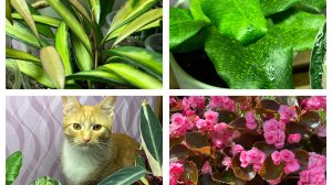 Разгром в цветочной комнате! Пора черенкования!