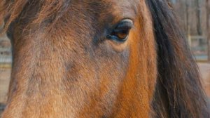 Мой непокорный конь