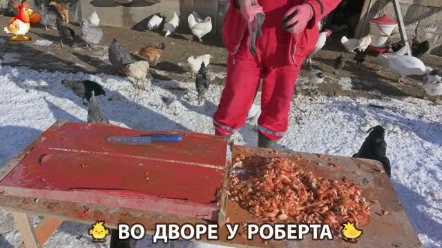 Содержание кур в домашних условиях и других птиц во дворе у Роберта 🐣🐤🦆🐔🪿🦃 (394) смотреть онлайн