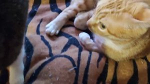 Котики отдыхают