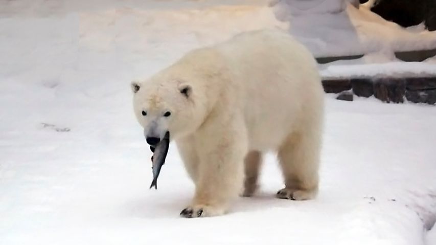 Медвежата похвастались своими запасами еды и переключились на игру с шарами. смотреть онлайн