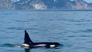 Камчатка. Тихий океан. Морская прогулка до бухты Русская, часть 2.