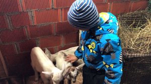 В гостях у козлят