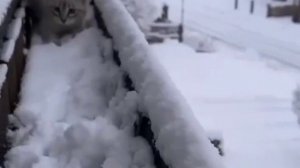 Ох, снежок! Как ты глубок!❄️❄️❄️