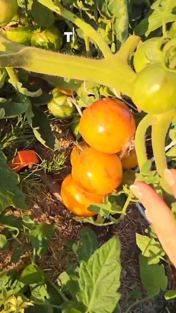 ТОП томатов от «Красивой грядки» для открытого грунта смотреть онлайн