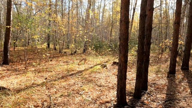 Осень, лес смотреть онлайн