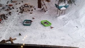 полный двор живности