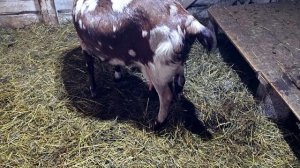 ПОЛСТАДА ОКОТИЛОСЬ ЗА ВЕЧЕР!