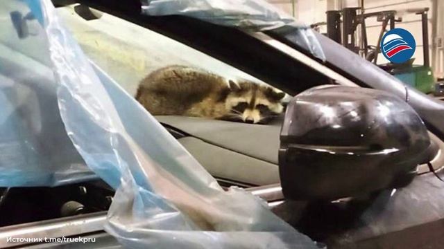 Енот-мигрант пересёк океан, спрятавшись в авто, и попал из США в Беларусь смотреть онлайн