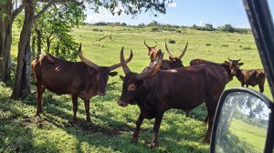 Куба | Сафари | Красота Природы