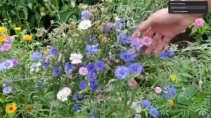 Васильки Песня 388-ая песня