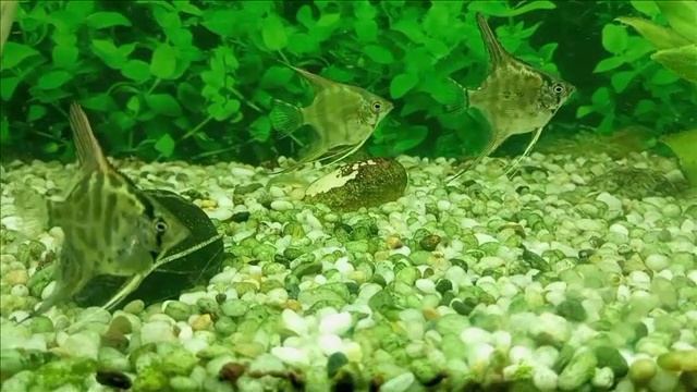 Скалярии – словно ангелы, парящие в искусственном водоеме смотреть онлайн