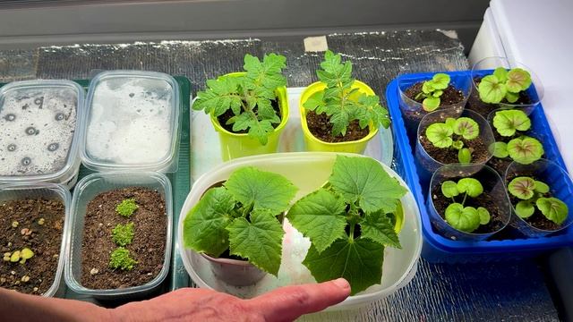 Без рекламы про рассаду. смотреть онлайн