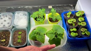 Без рекламы про рассаду.