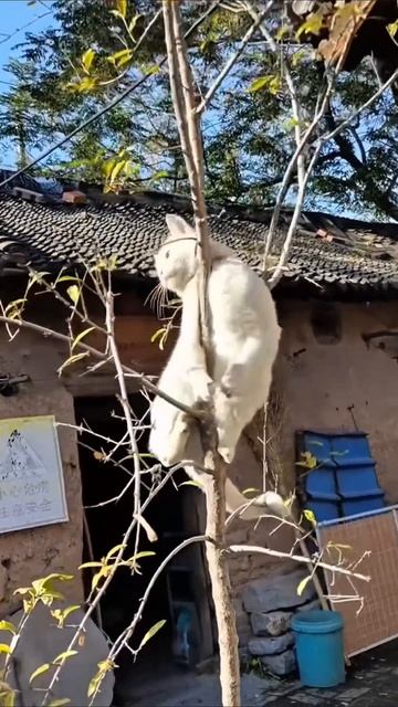 я не кот , я воробей #приколы #прикол #юмор смотреть онлайн