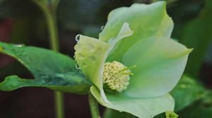 В парке "Дендрарий" в Сочи расцвели подснежники и нарциссы