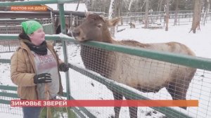 Зимовье зверей в Ростовском зоопарке
