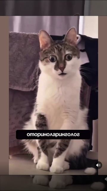 Кот в медицине смотреть онлайн