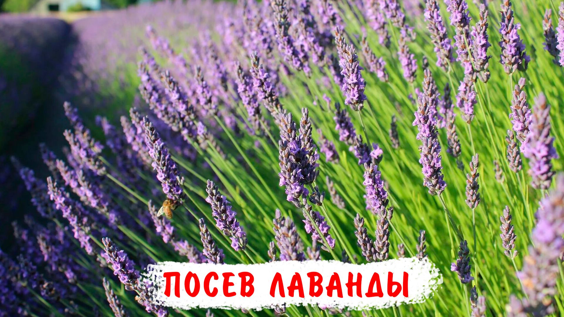 Посев лаванды со стратификацией! смотреть онлайн