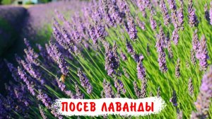 Посев лаванды со стратификацией!