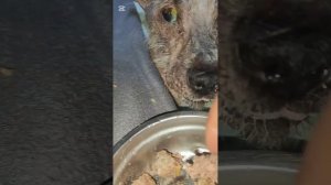 Снежок ест мясо