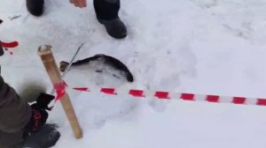 Основной водоём.Форель