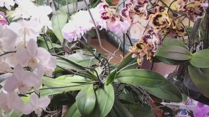 Покой мне только снится. Таскаю орхидеи. Отлично получилось.