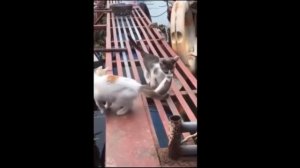 подборка видосиков про котиков