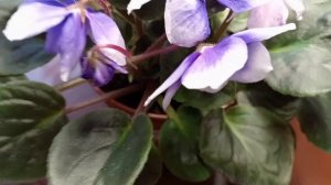 ХИМЕРЫ НА ПОДОКОННИКЕ.