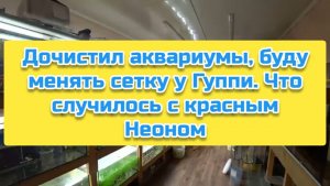 Дочистил аквариумы, буду менять сетку у Гуппи. Что случилось с красным Неоном